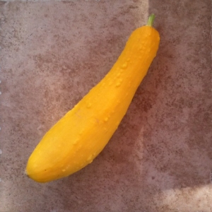 spacchini? or summer squash with genital warts?